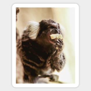 Marmoset | Unique Beautiful Travelling Home Decor | Phone Cases Stickers Wall Prints | Scottish Travel Photographer  | ZOE DARGUE PHOTOGRAPHY | Glasgow Travel Photographer Sticker